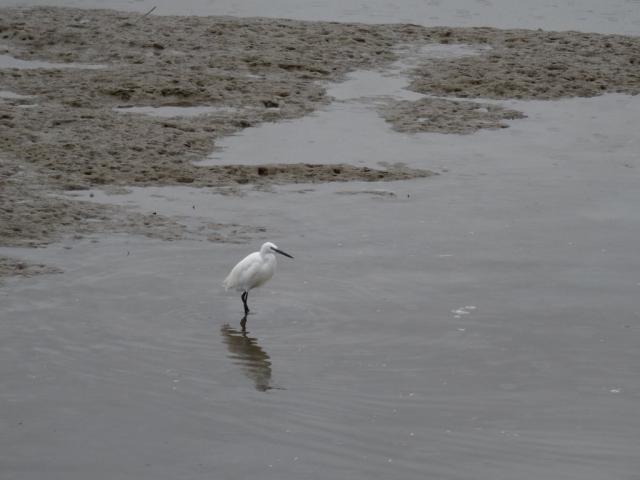 12. Mornac sur Seudre (44)