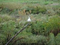 12. Mornac sur Seudre (47)