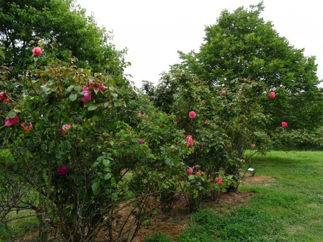 14 06 2015 Roseraie de Vendée (119)