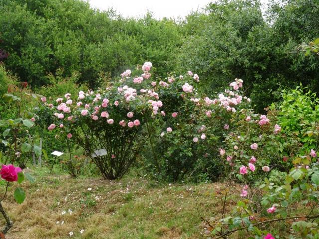 14 06 2015 Roseraie de Vendée (125)