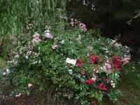 14 06 2015 Roseraie de Vendée (126)