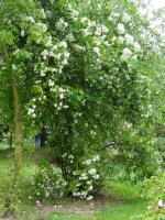 14 06 2015 Roseraie de Vendée (130)