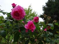 14 06 2015 Roseraie de Vendée (131)