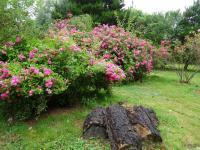 14 06 2015 Roseraie de Vendée (132)