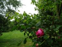 14 06 2015 Roseraie de Vendée (133)