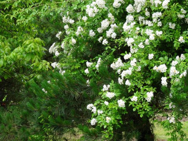 14 06 2015 Roseraie de Vendée (65)