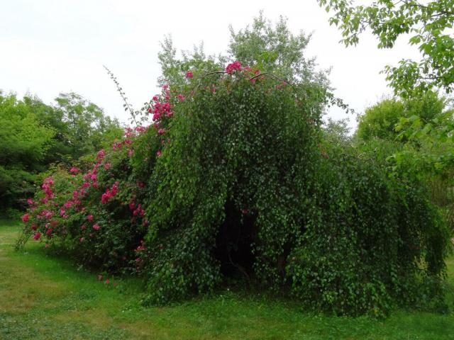 14 06 2015 Roseraie de Vendée (81)