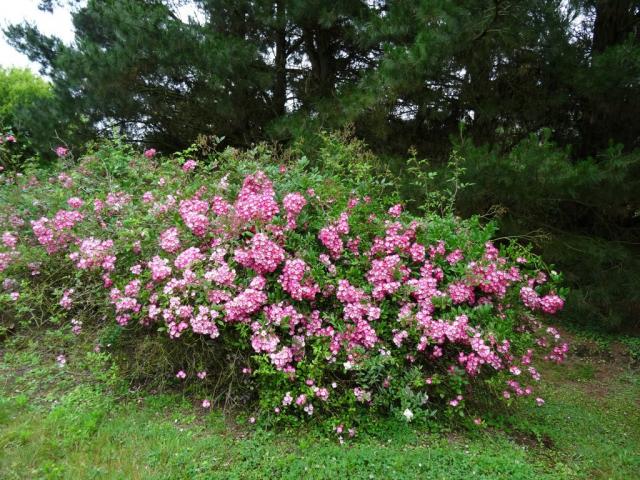 14 06 2015 Roseraie de Vendée (95)