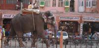 Domie Eric Inde 2015