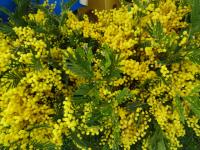 Fête du Mimosa 2016 (8)