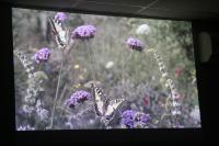 Noirmoutier 09 2015 (25)