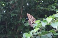 Noirmoutier 09 2015 (45)