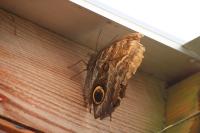 Noirmoutier 09 2015 (62)