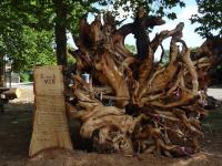 Sortie Moules 8 2016 (8)
